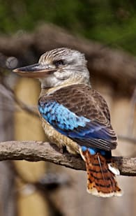 Kookaburra
