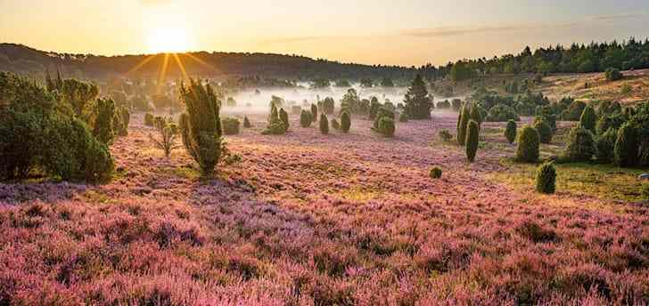 Wo wandern in Deutschland: Lüneburger Heide