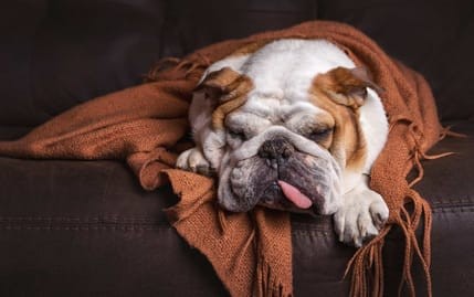 Die Couch-Potatoes: der Hängematte-Urlaub