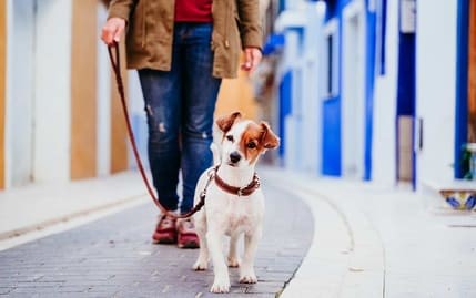 Der Citydog: Städtetrips mit dem Hund