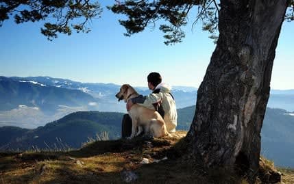 Mopsfidel beim Wandern: Urlaub mit Hund in den Bergen