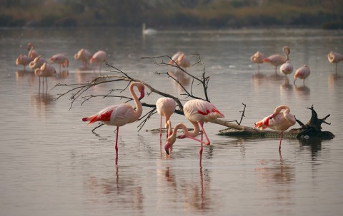 Flamingos in freier Wildbahn beobachten