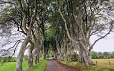Tag 3 Belfast - Carrickfergus – Larne – The Dark Hedges – Bushmills
